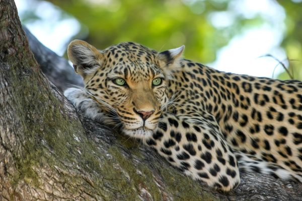 leopard, animal, safari, mammal, big cat, predator, wild animal, wildlife, fauna, wilderness, nature, portrait, leopard, leopard, leopard, leopard, leopard, animal, wildlife